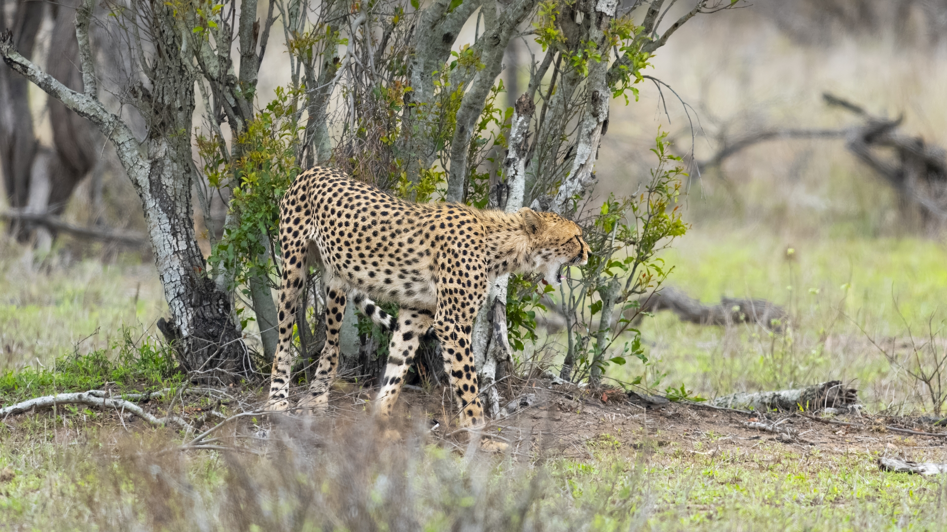 Kruger25 2025 10 31 13 11 40 ILCE 1M2 1267